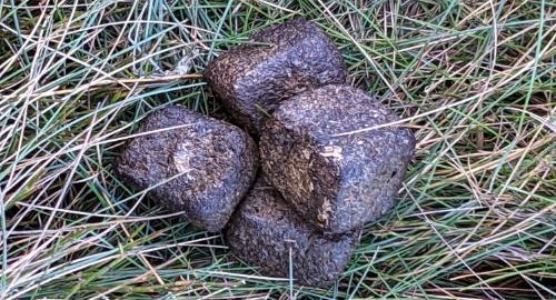 10 Weird Animals: Wombats