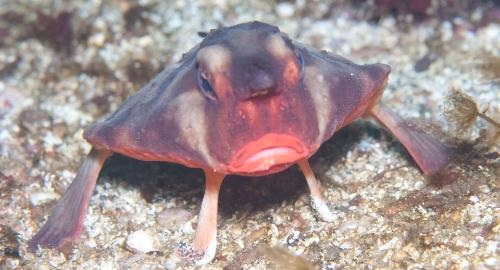 Red-Lipped Batfish