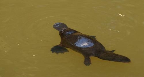 10 Weird Animals: Platypuses