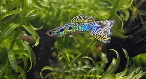 Guppies