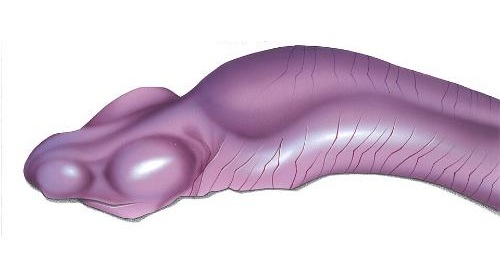10 Weird Animals