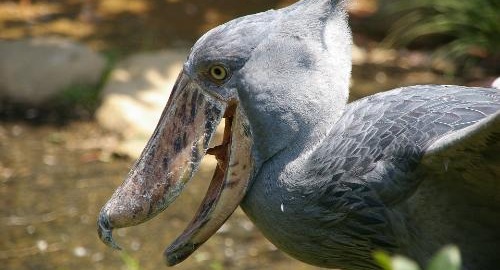 Shoebill