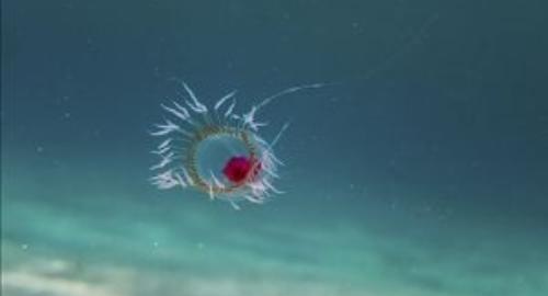 10 Weird Animals: Immortal Jellyfish