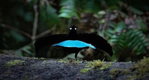 Crescent-Shaped Lophorina