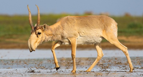 10 Weird Animals: Saiga Antelope