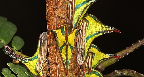 10 Weird Animals: Thorn Bug