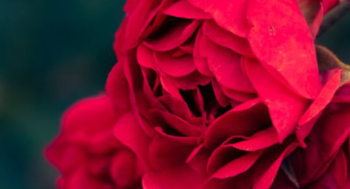 American Beauty